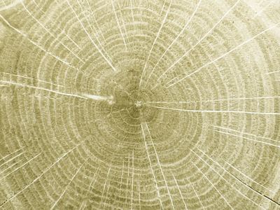 WoodArt Moss green